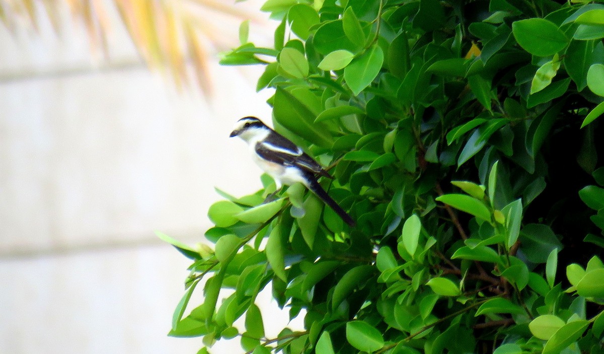 Masked Shrike - ML57559581