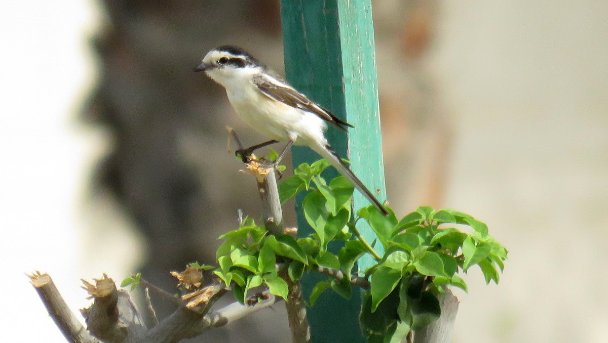 Masked Shrike - ML57559621