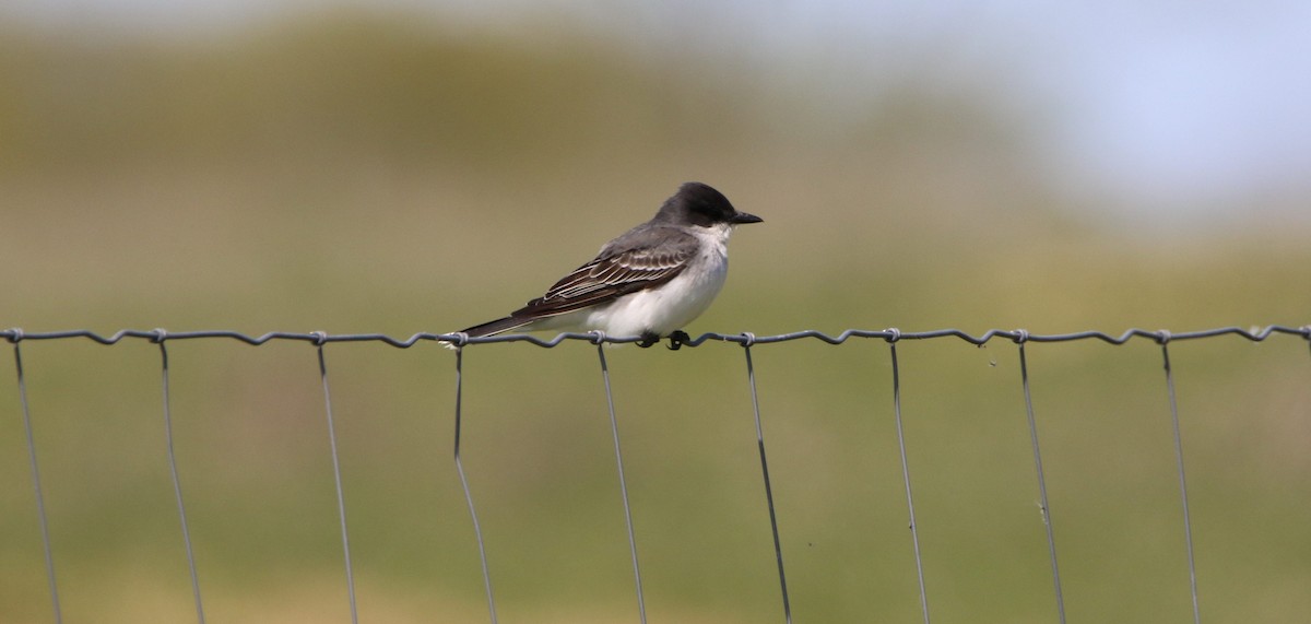 Eastern Kingbird - ML575596241