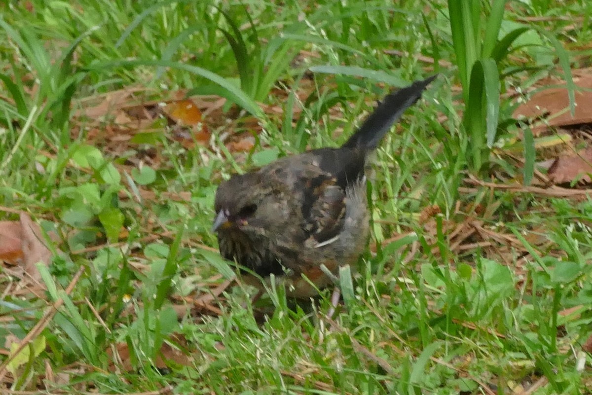 Eastern Towhee - John Gerwin