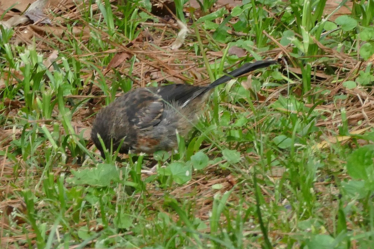 Eastern Towhee - ML575596581