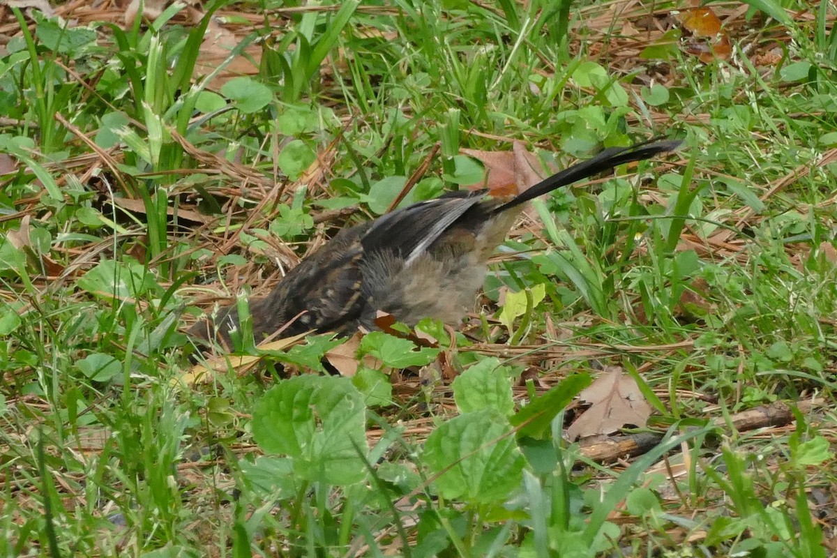 Eastern Towhee - ML575596591