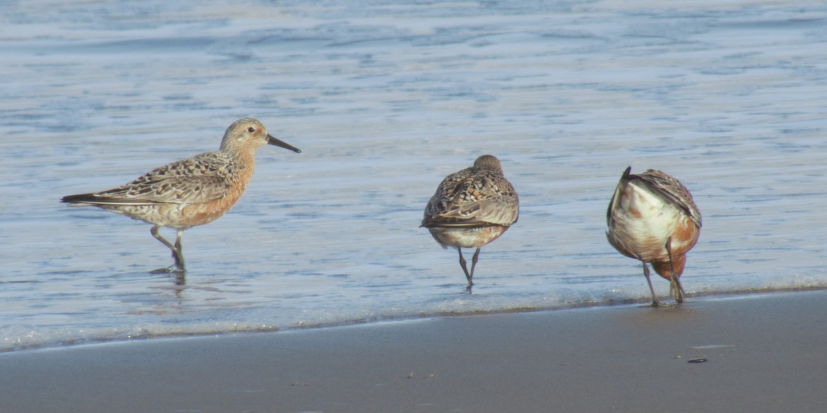Red Knot - ML575597161