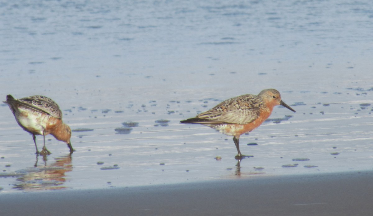 Red Knot - Donn Gaede