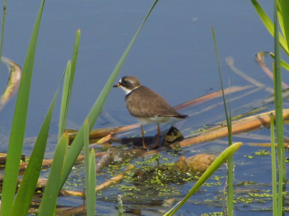 Semipalmated Plover - ML575597281