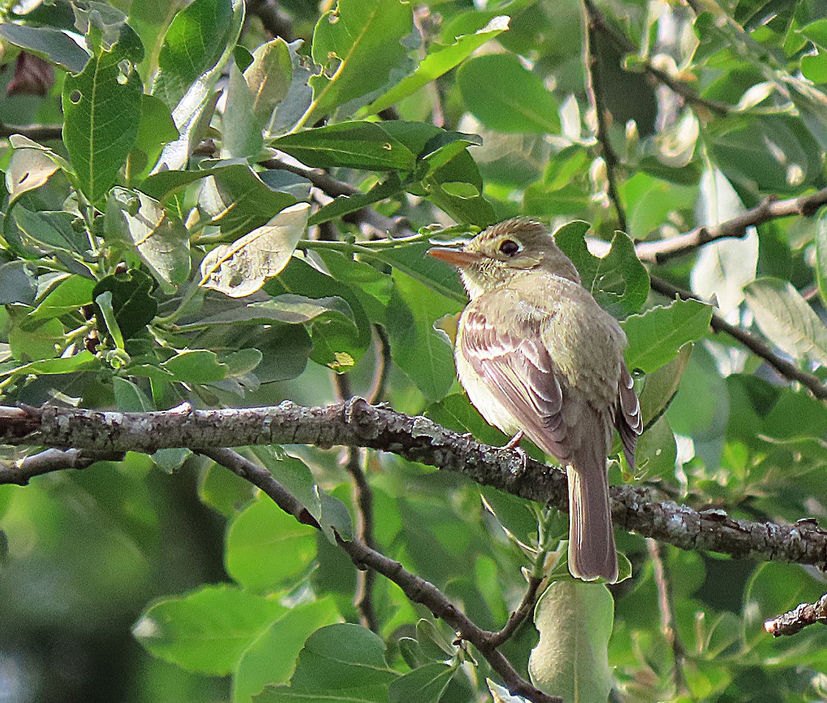 Western Flycatcher (Pacific-slope) - ML575597731