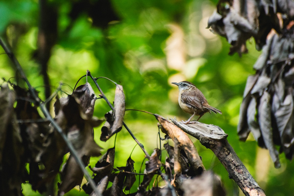 Carolina Wren - ML575599781