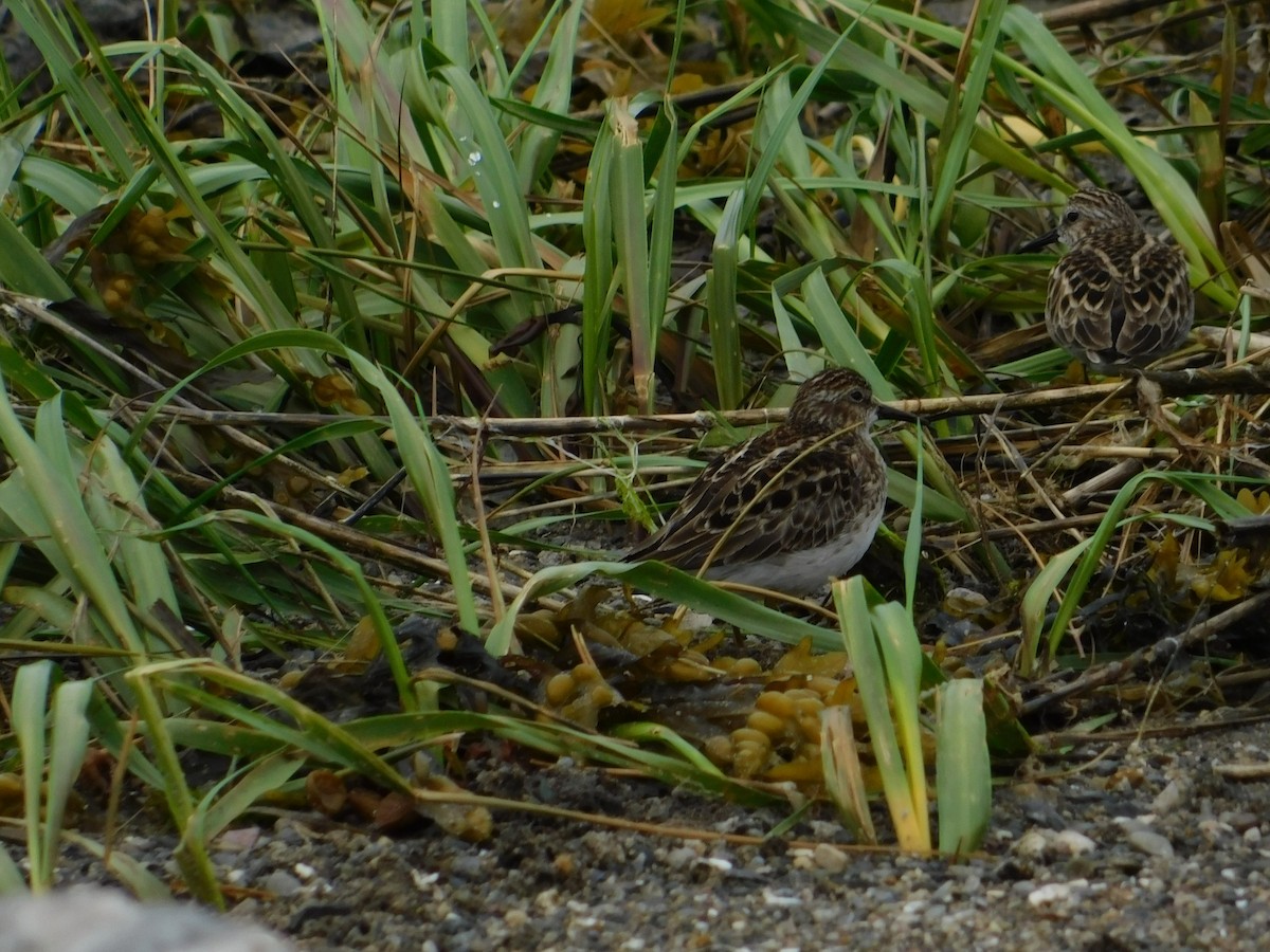 Wiesenstrandläufer - ML575599911