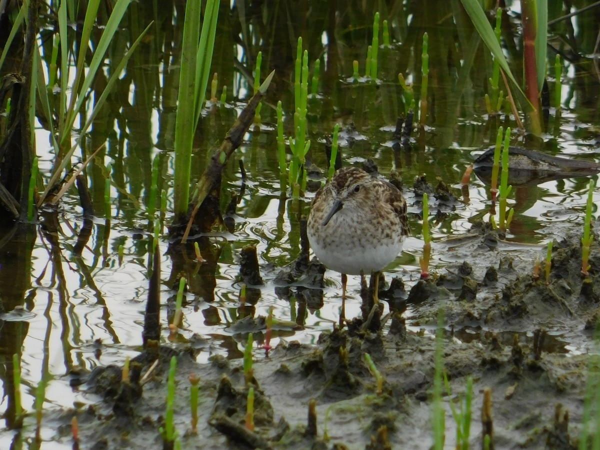 Least Sandpiper - ML575600691