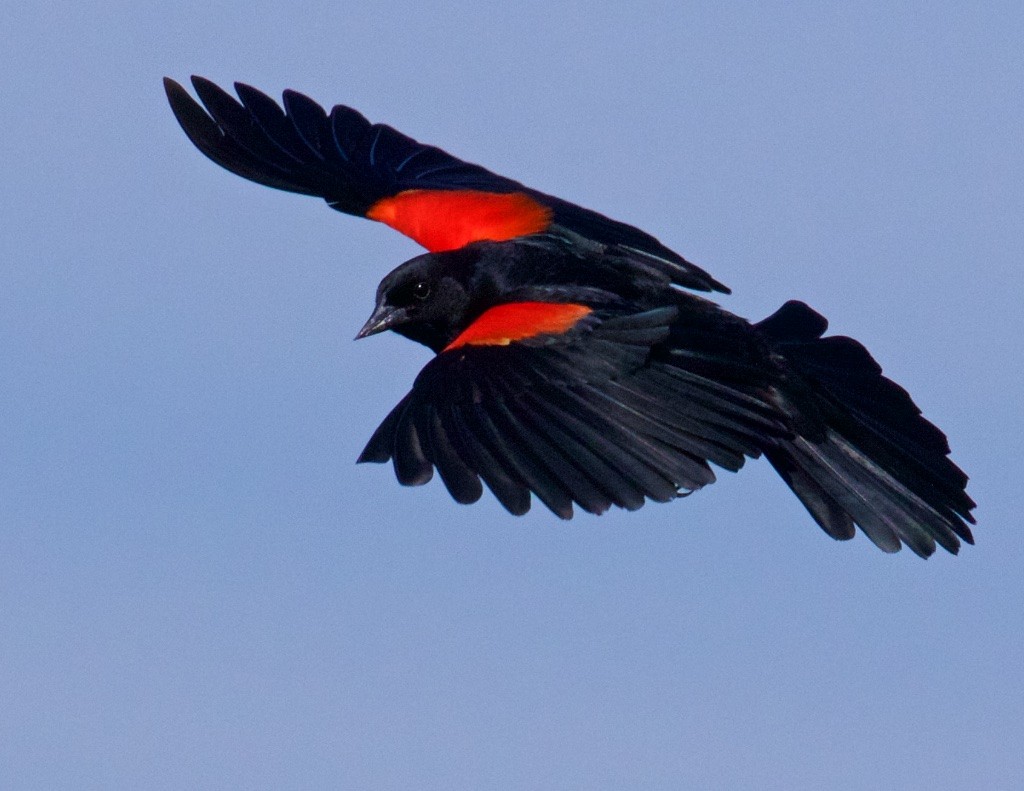 Red-winged Blackbird - Ed Harper