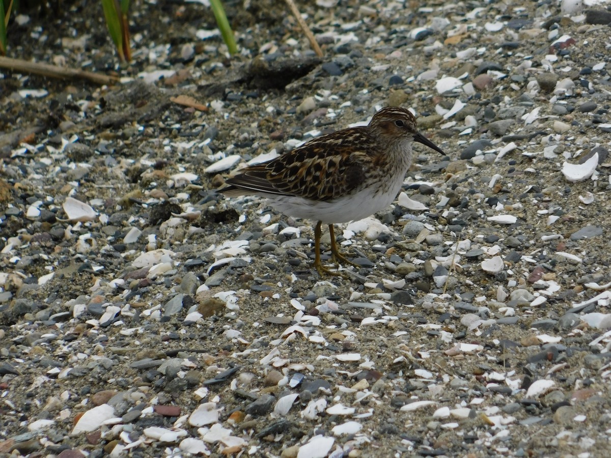 Wiesenstrandläufer - ML575600811