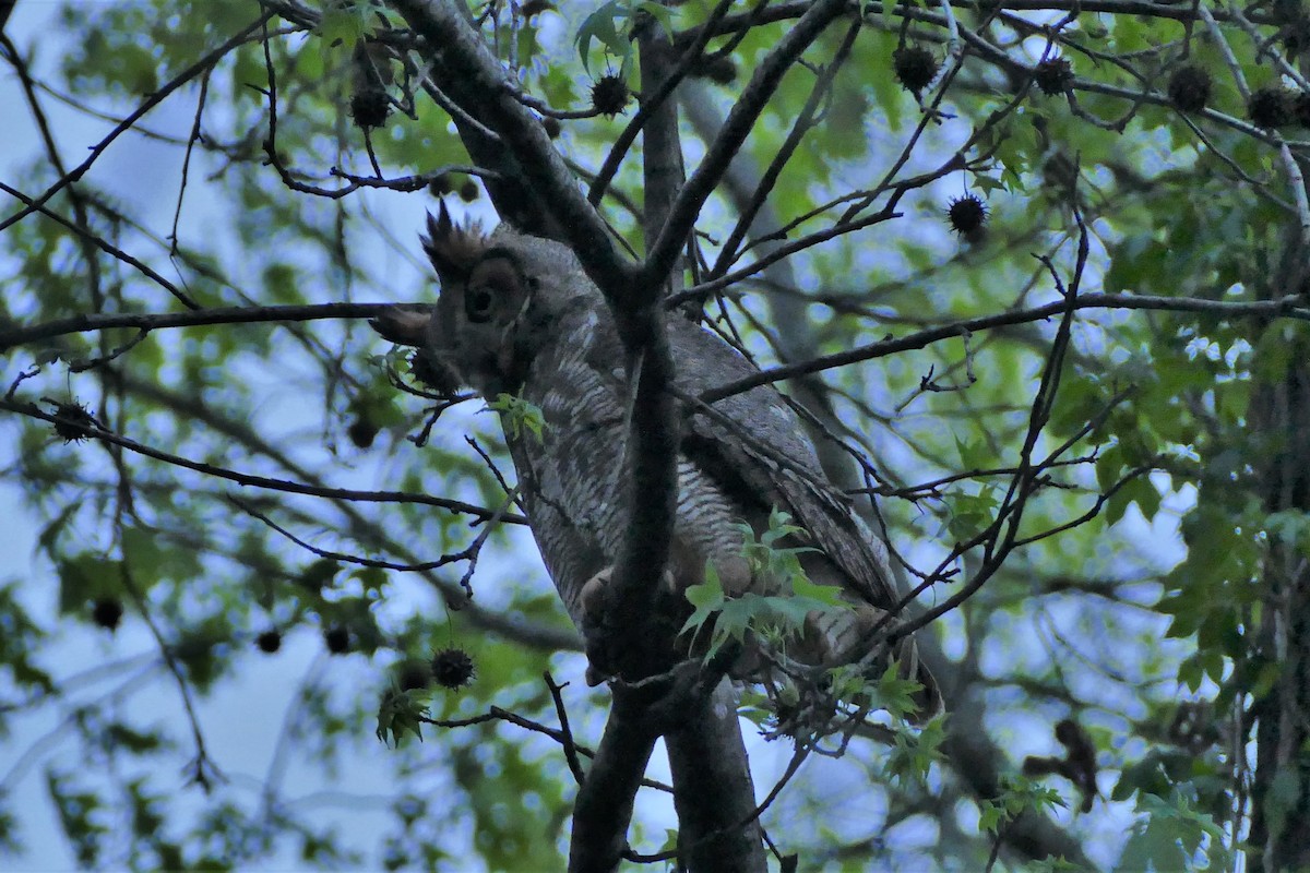 Great Horned Owl - ML575601141