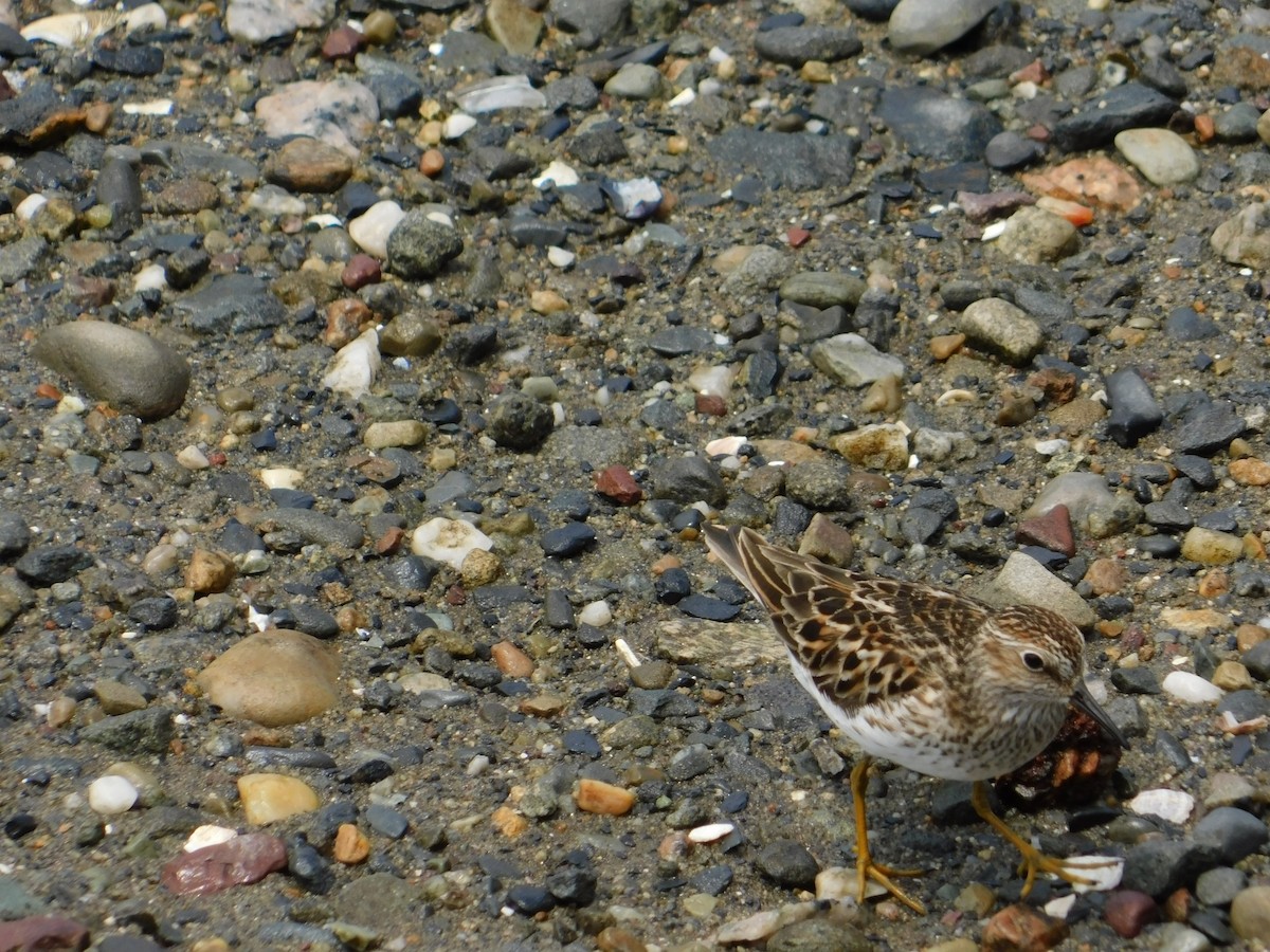 Least Sandpiper - ML575601151