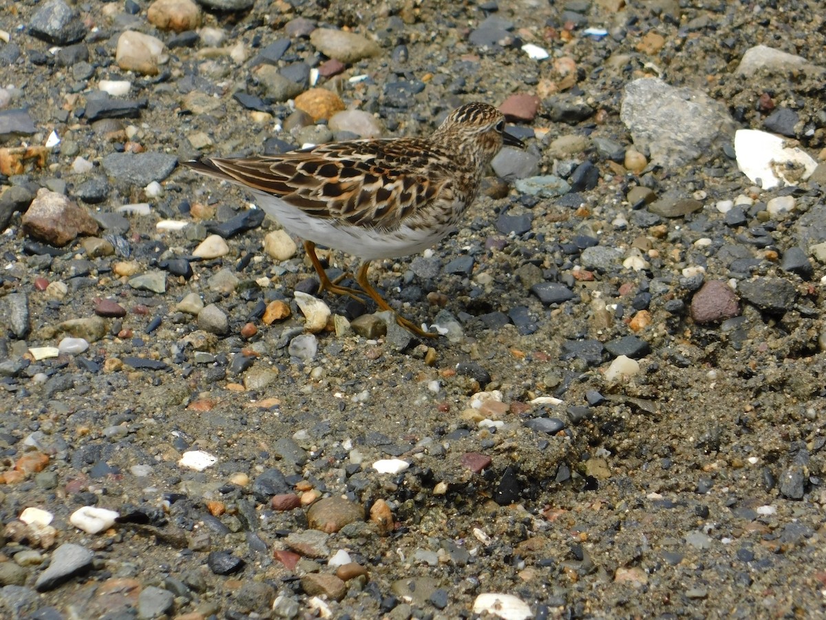 Least Sandpiper - ML575601271