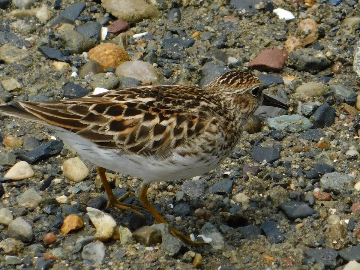 Least Sandpiper - ML575601291