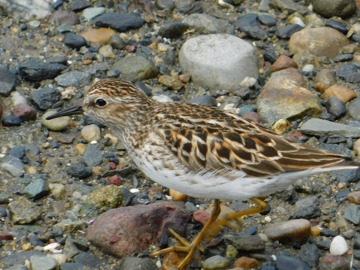 Least Sandpiper - ML575601381