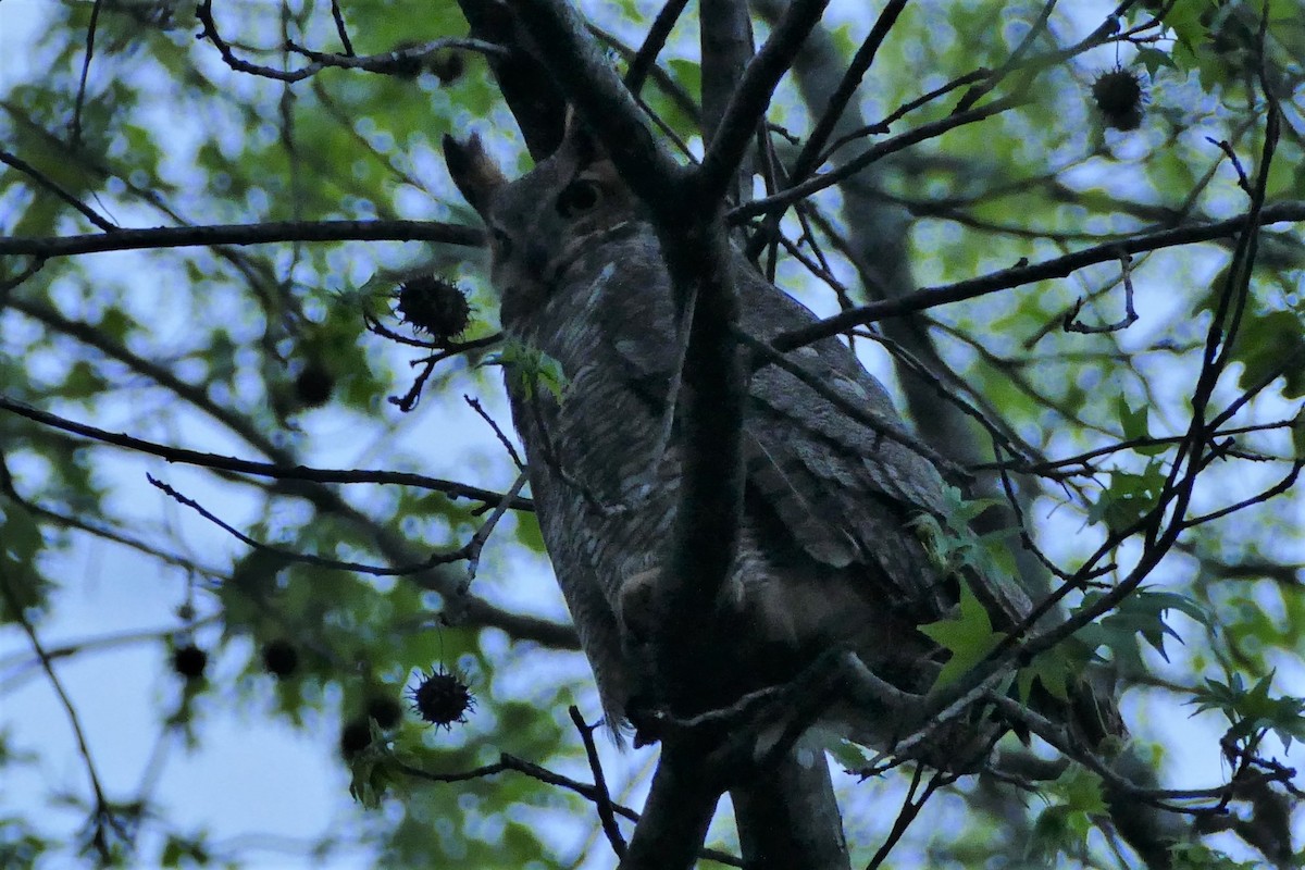 Great Horned Owl - ML575601791