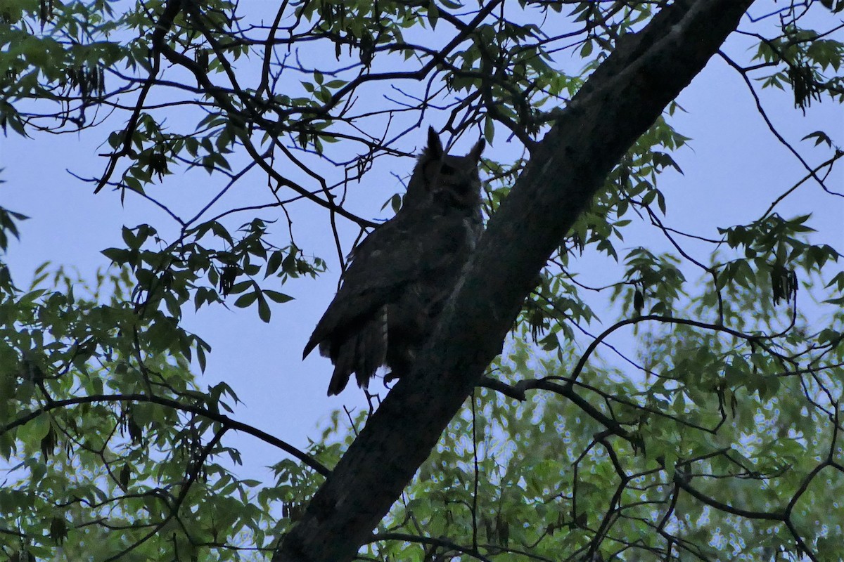 Great Horned Owl - ML575601871
