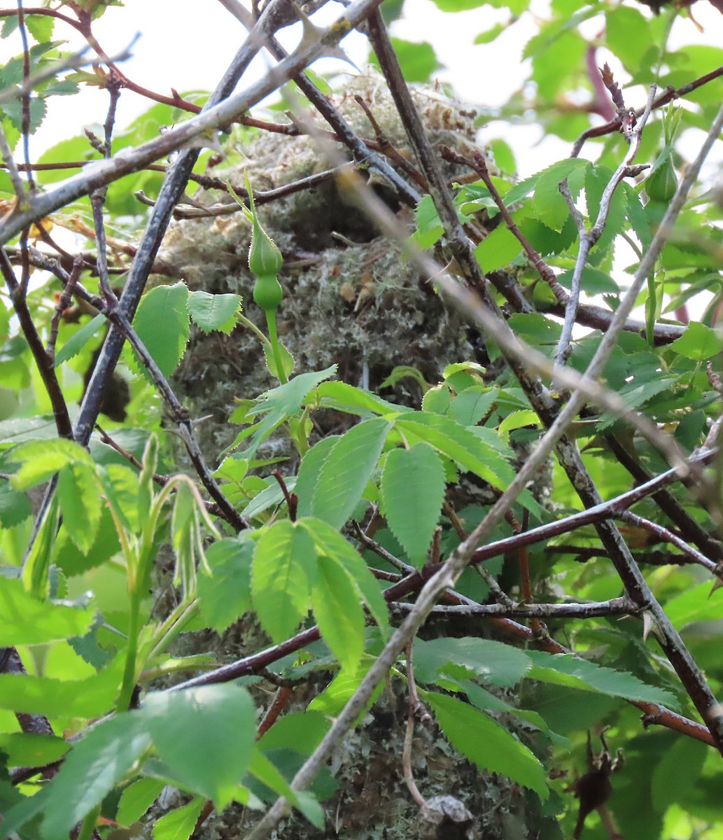 Bushtit - ML575604021