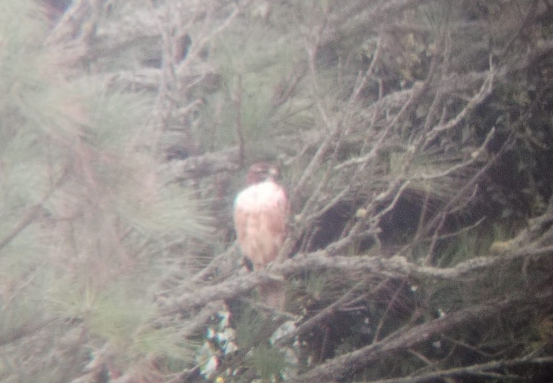 Red-tailed Hawk (costaricensis) - ML575604451