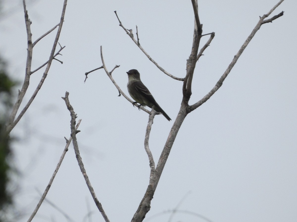 Olive-sided Flycatcher - ML575605071