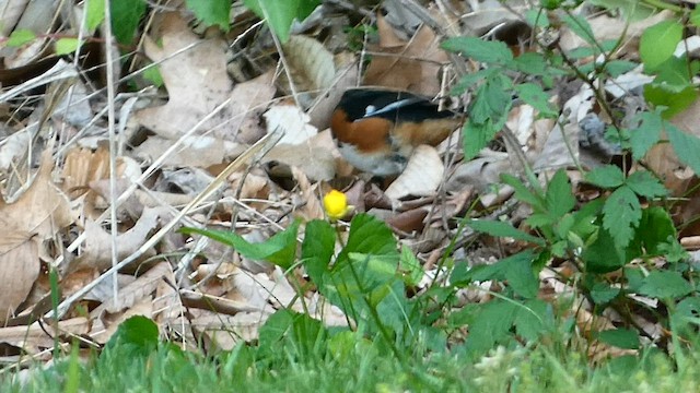 Eastern Towhee - ML575605811