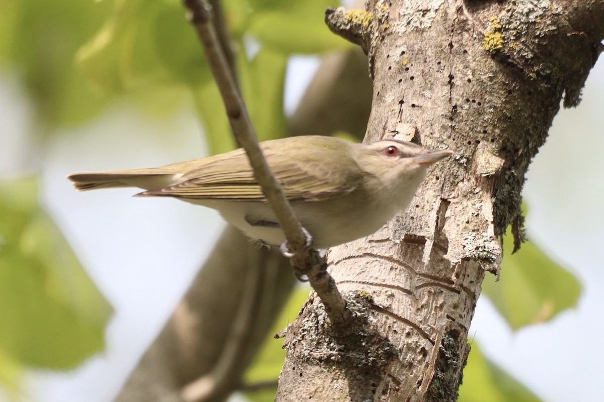 Red-eyed Vireo - ML575606361