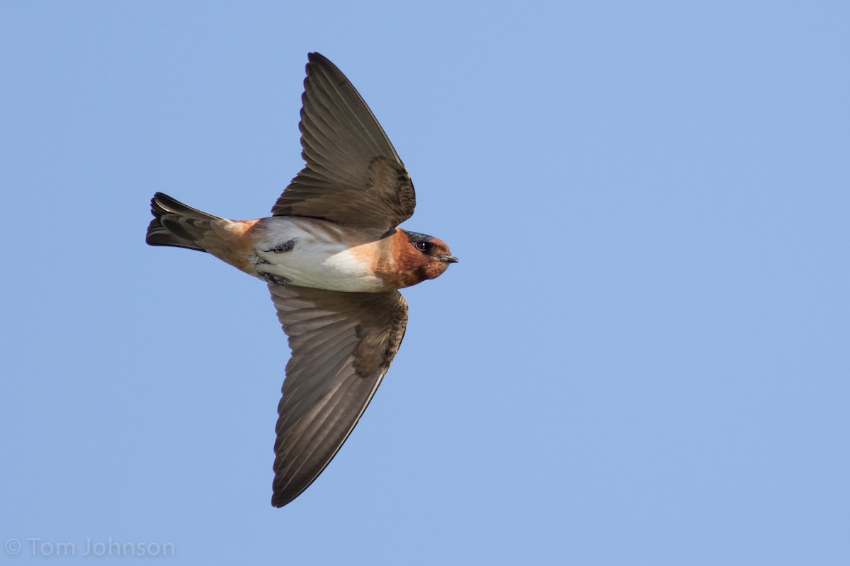 Cliff x Cave Swallow (hybrid) - Tom Johnson