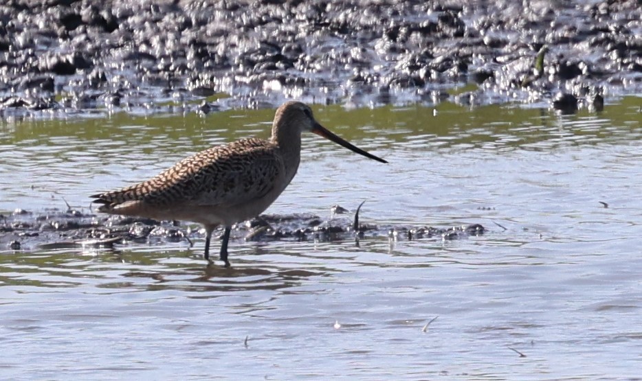 Marbled Godwit - ML575607431