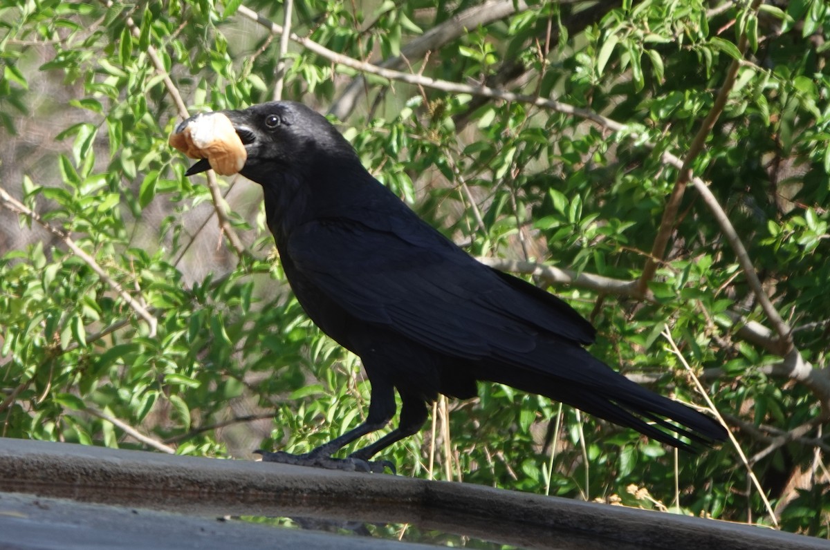 Common Raven - ML575607781