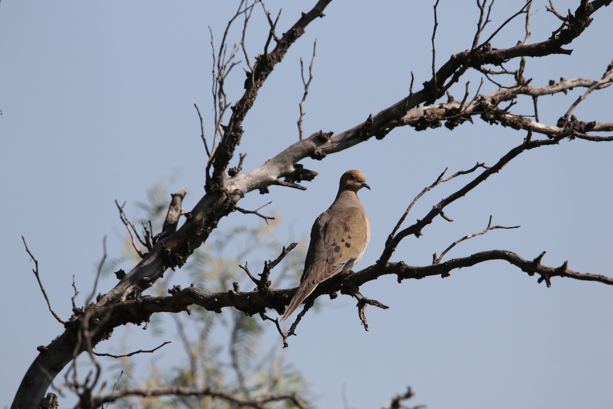 Mourning Dove - ML575608491