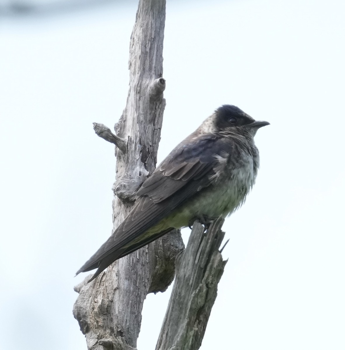 Golondrina Purpúrea - ML575608501