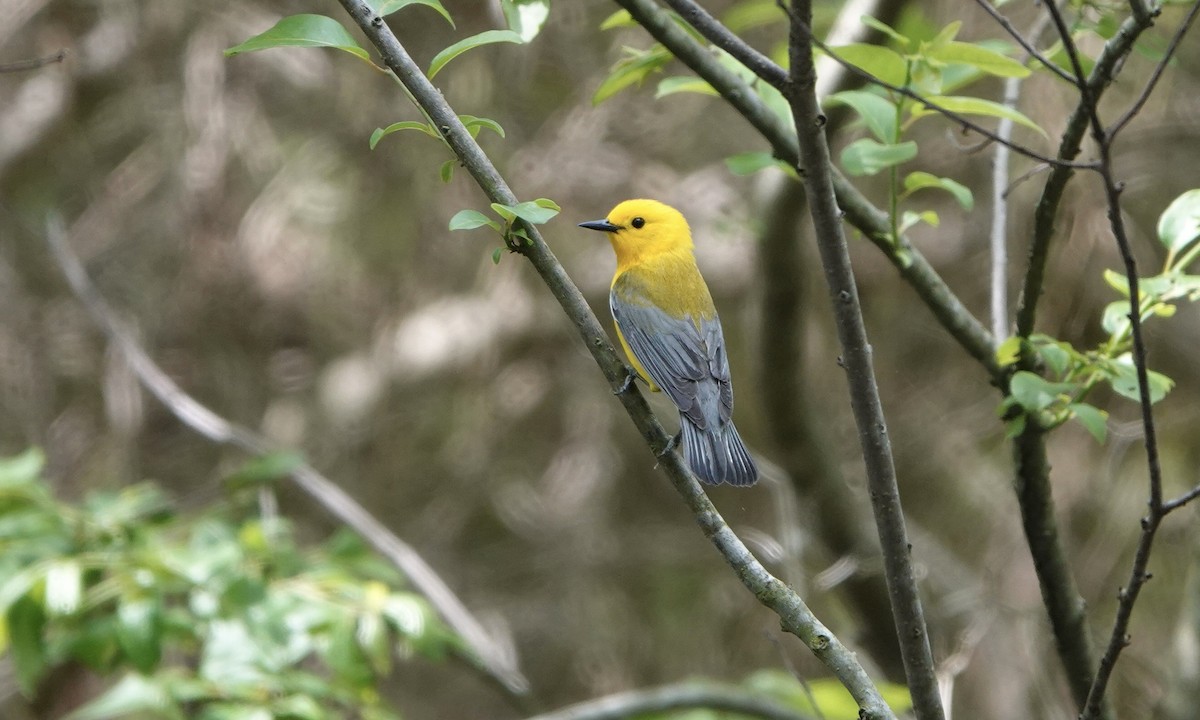 Prothonotary Warbler - ML575609931