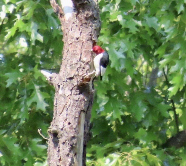 Red-headed Woodpecker - ML575609991