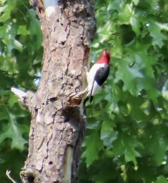 Red-headed Woodpecker - ML575610001