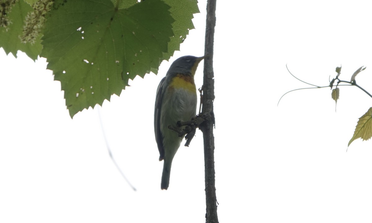 Northern Parula - ML575610191