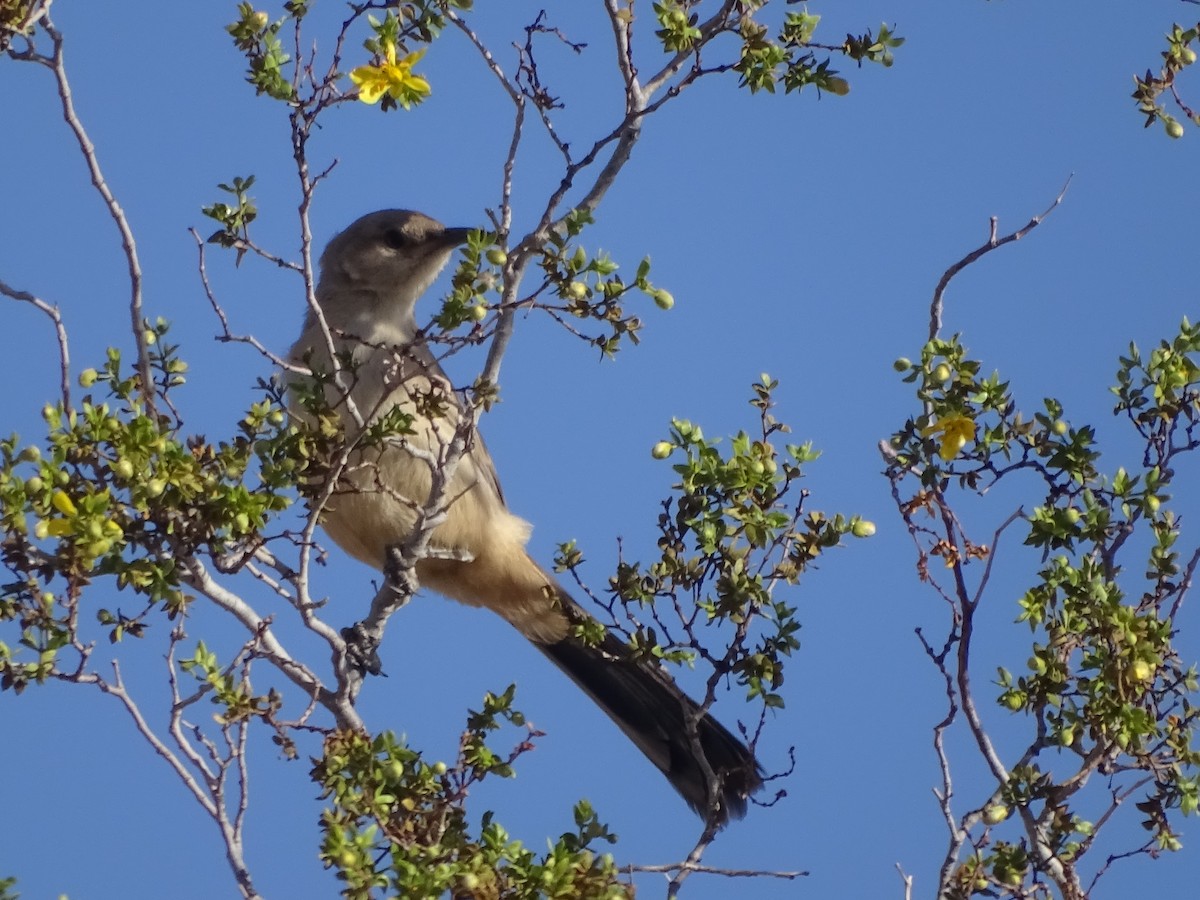 LeConte's Thrasher - ML575610511