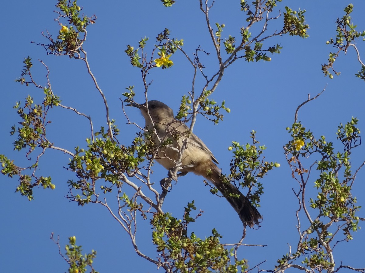 LeConte's Thrasher - ML575610521