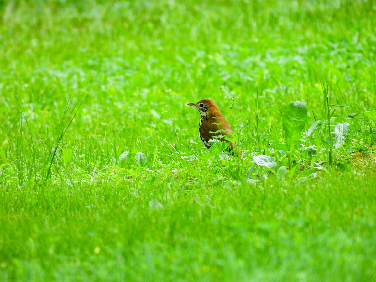 Wood Thrush - Susan Brauning