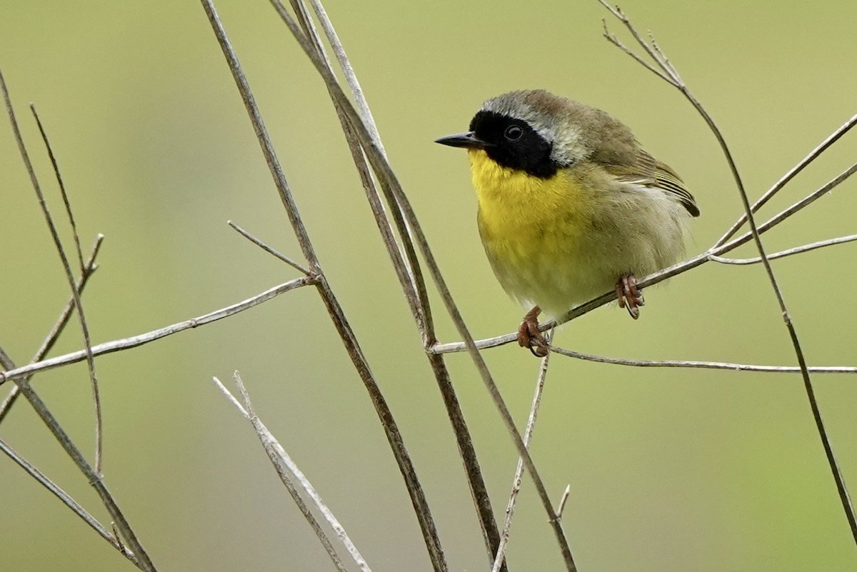 צהוב-גרון - ML575610721