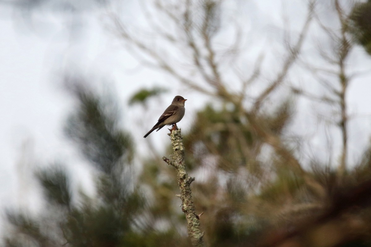 Eastern Wood-Pewee - ML575610771