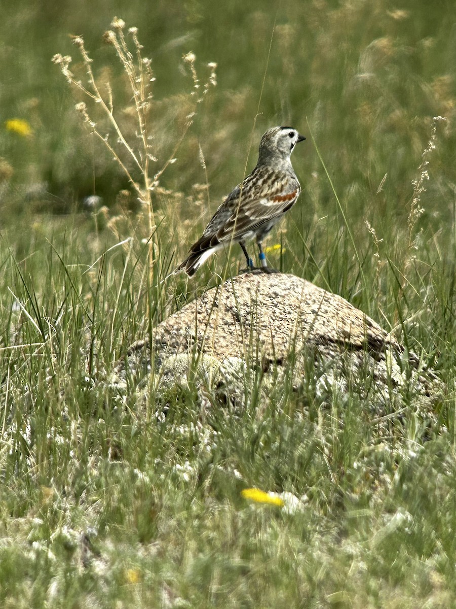 Thick-billed Longspur - ML575611021