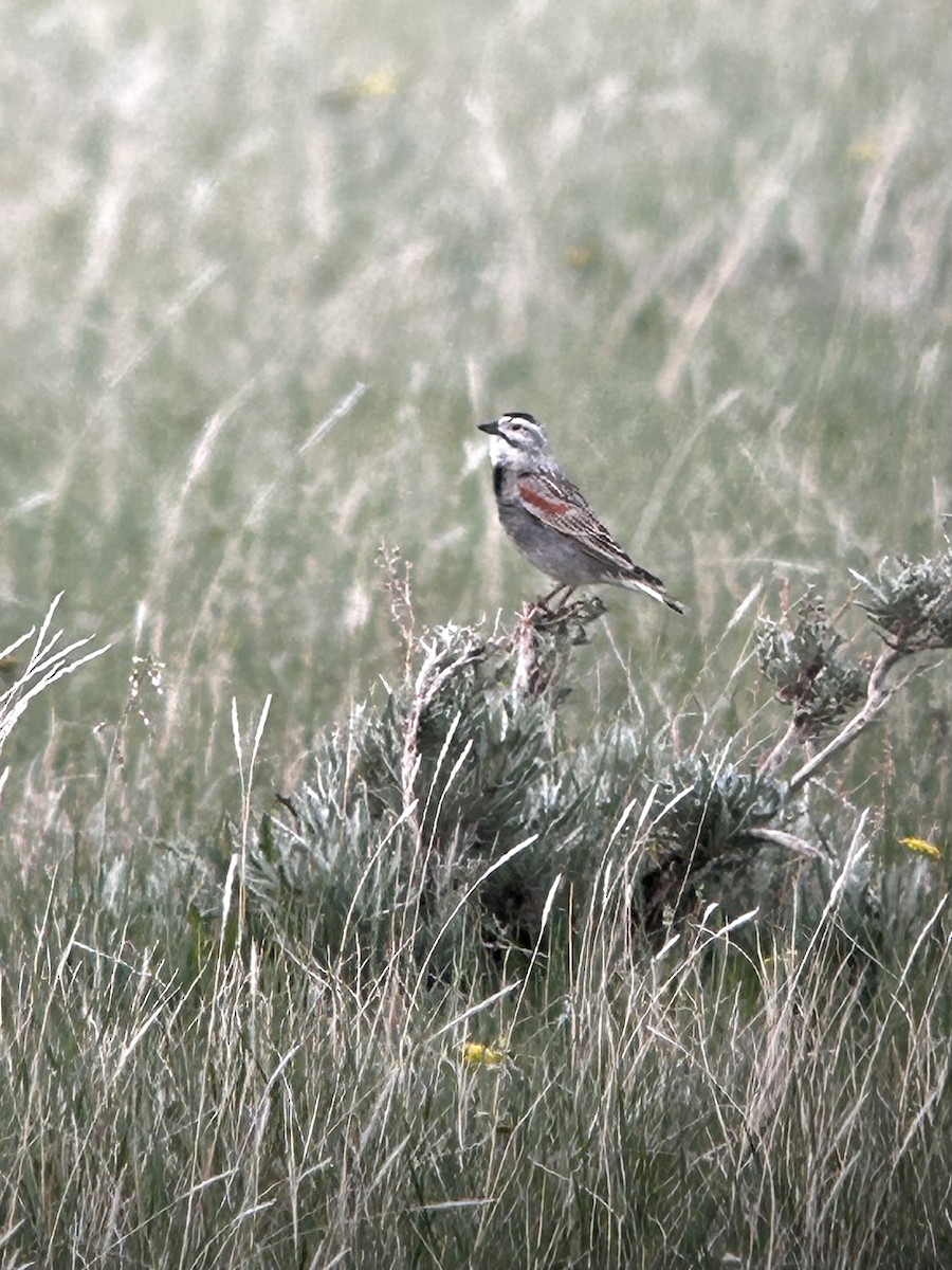 Thick-billed Longspur - ML575611031