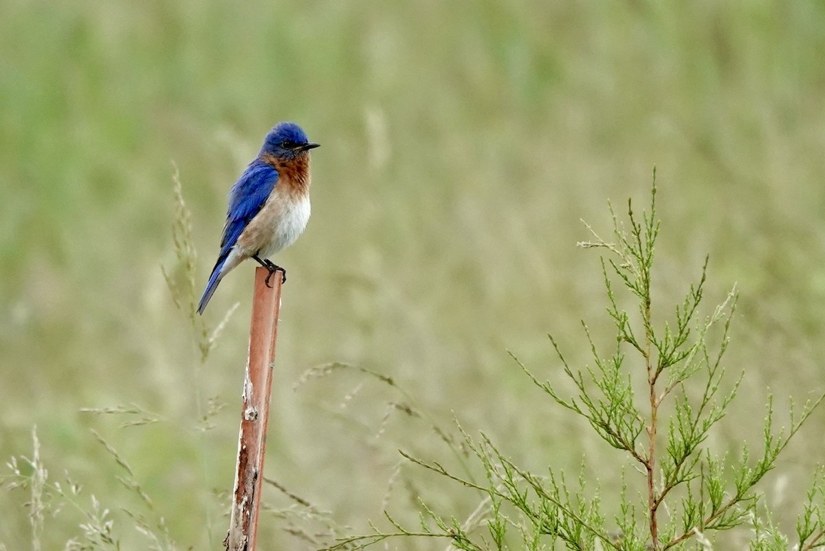 Eastern Bluebird - ML575612201