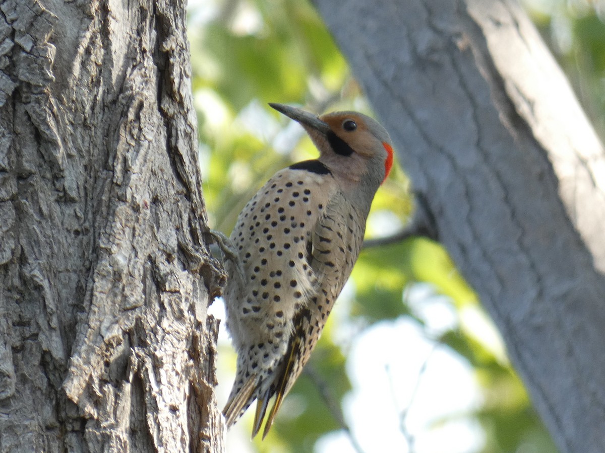 Northern Flicker - ML575612211