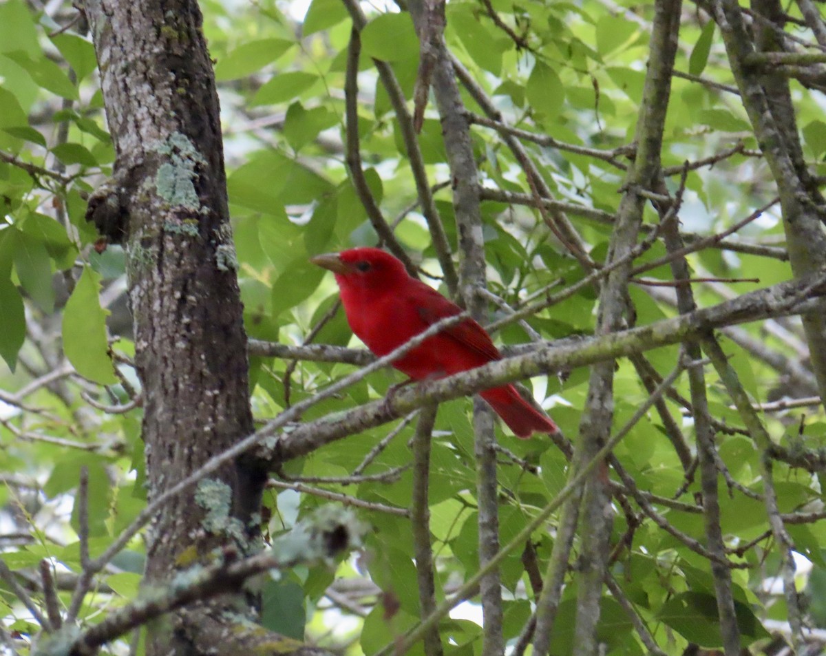 Summer Tanager - ML575613751