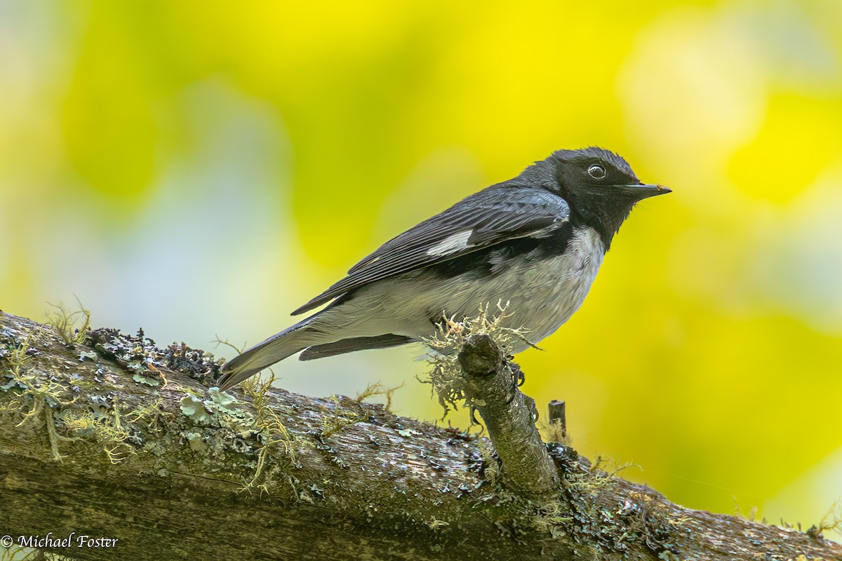 Black-throated Blue Warbler - ML575614071