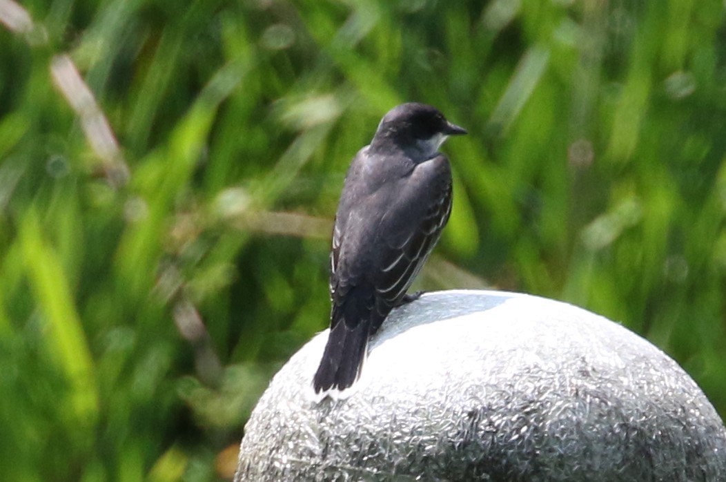 Eastern Kingbird - Ken Nisly