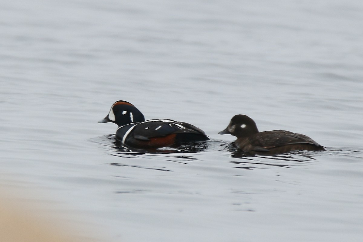 Harlequin Duck - ML57561441