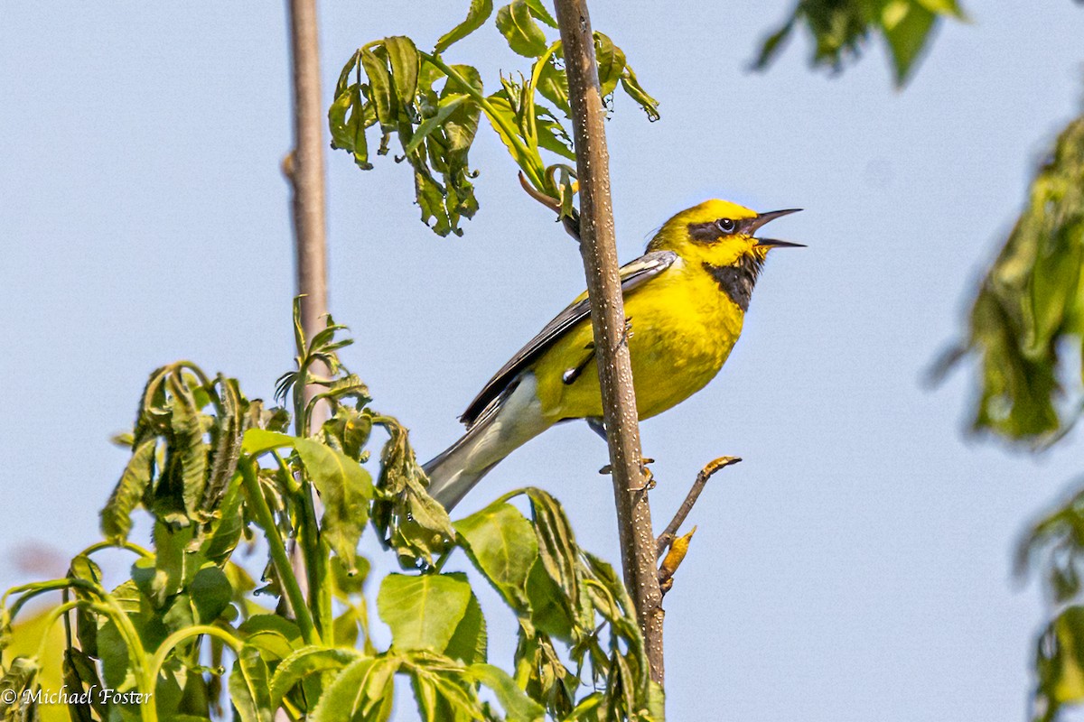 Lawrence's Warbler (hybrid) - ML575614431